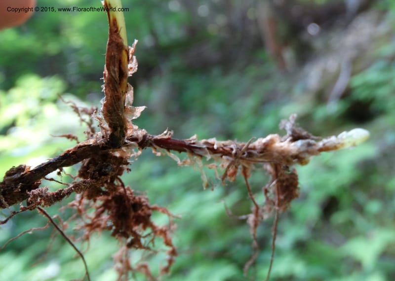 Gymnocarpium dryopteris, Davidson, C 12848--ID. Shoshone Co. St. Hwy 4. E of Burke. 2 Jul 2015. DSC07383 (47).JPG