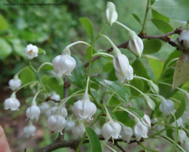 Vaccinium arboreum, Davidson, C 13042--South Carolina. Oconee Co. Tugaloo R. 19 May 2015.  (71).JPG