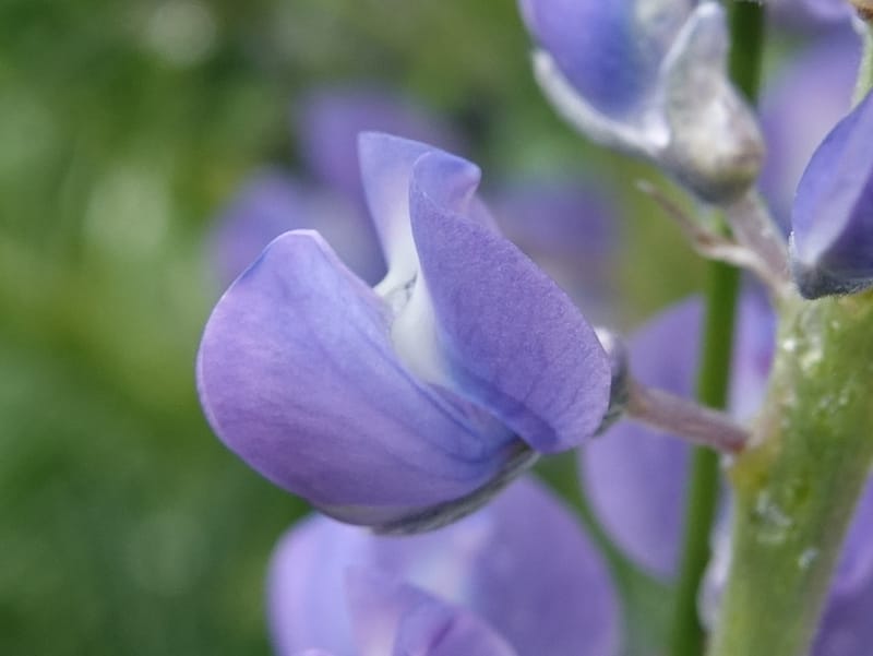 Lupinus argenteus, C. Davidson 13628--ID. Fremont Co. Flat Ranch Preserve (TNC). 16 Jun 2017. DSC01715 (72).JPG