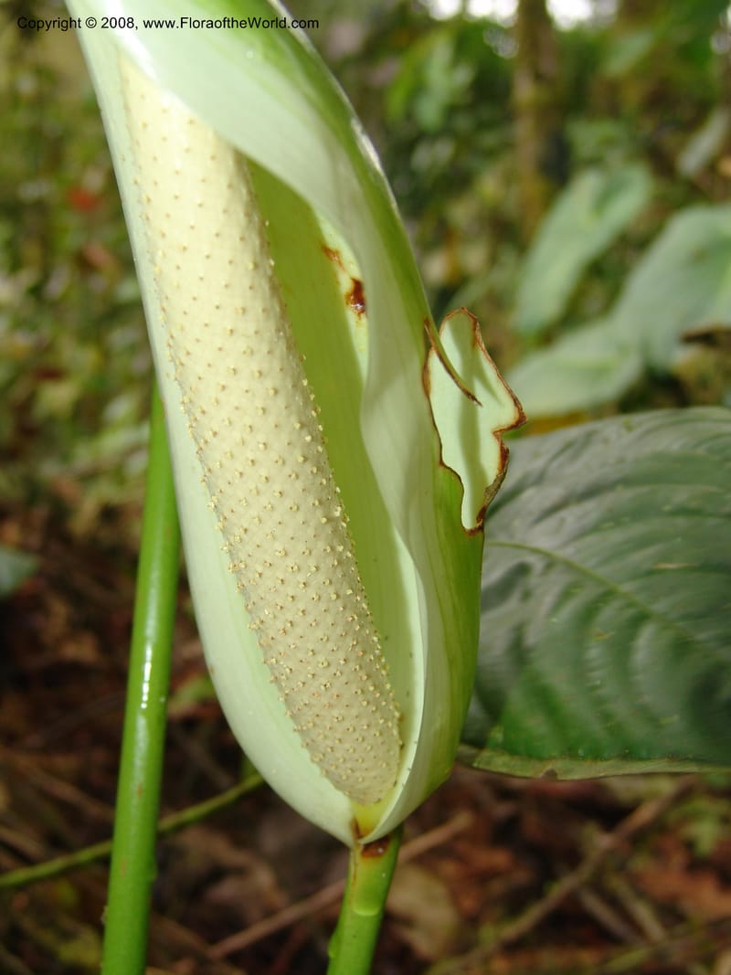 Anthurium longistrorsum, Croat93572--Ecuador. Prov. Sucumbio. Jct w rd to San Rafael Falls. 18 Aug 04. 062.jpg