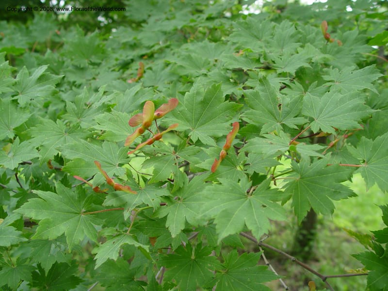 Acer pseudosieboldianum, 1400-77-A--MA. Arnold Arboretum. 30 Jun 03. 003.jpg