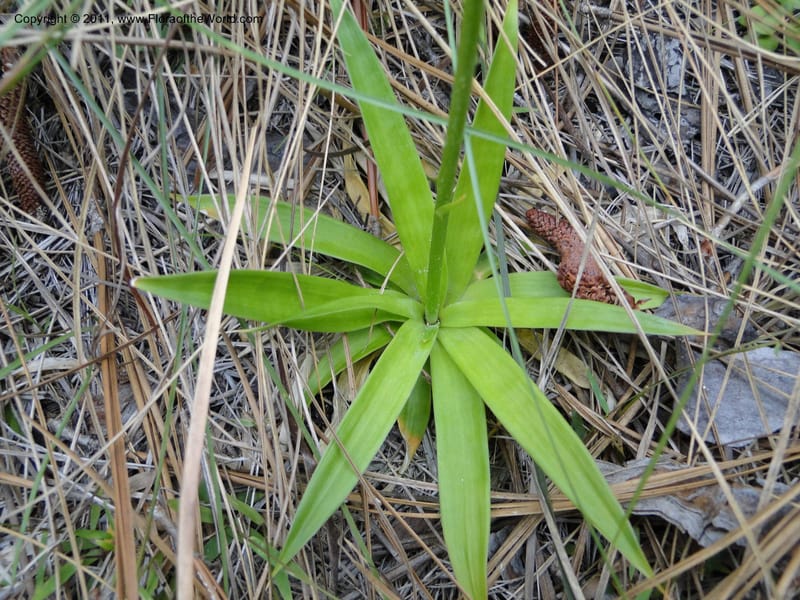 Aletris farinosa, Davidson, C 11748, USA, North Carolina, Brunswick County, Green Swamp off Hwy 211, W of Wilmington, 22 May 2010 (14).JPG