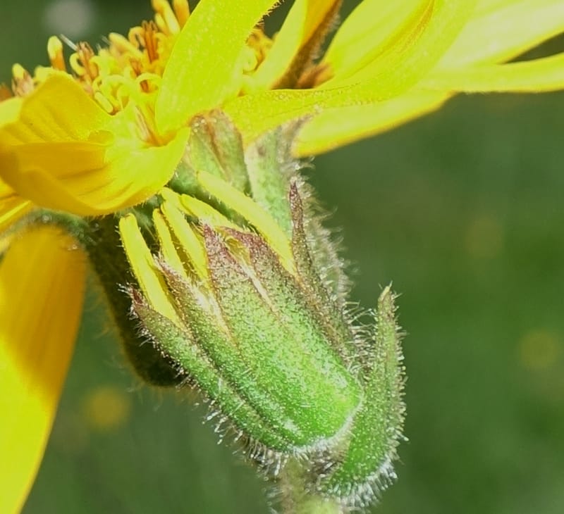 Arnica montana, Callmander, M 1293--Switzerland. Oberwald. Chapel St. Nikolas. 2 Jul 2016. DSC07728 (568).JPG