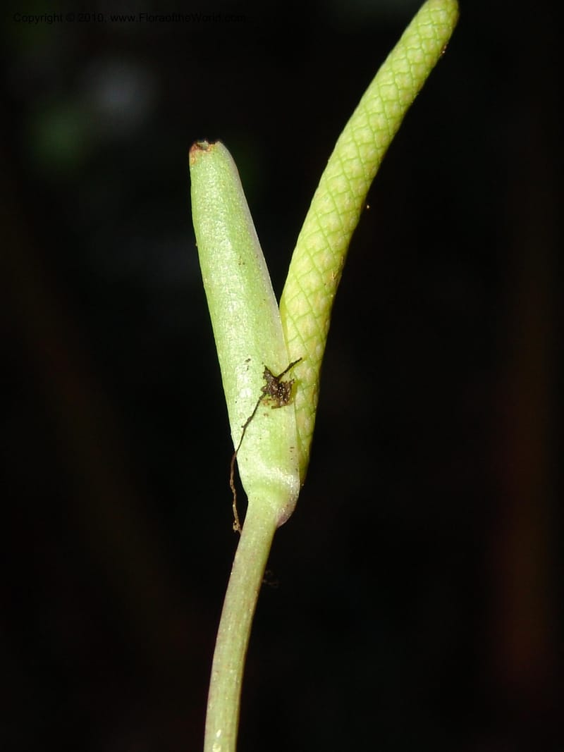 Anthurium bernardii, Croat 95946--Ecuador. Edo. Pichincha. Bosque Nublado Sta. Lucia. 14 Mar 06. 428 (4).jpg