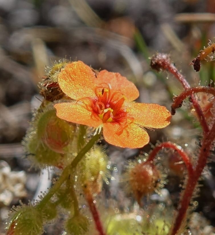 Drosera glanduligera, Davidson, C 13468--Australia. W.A. Sullivan's Rock. 28 Oct 2016. DSC05796 (138).JPG