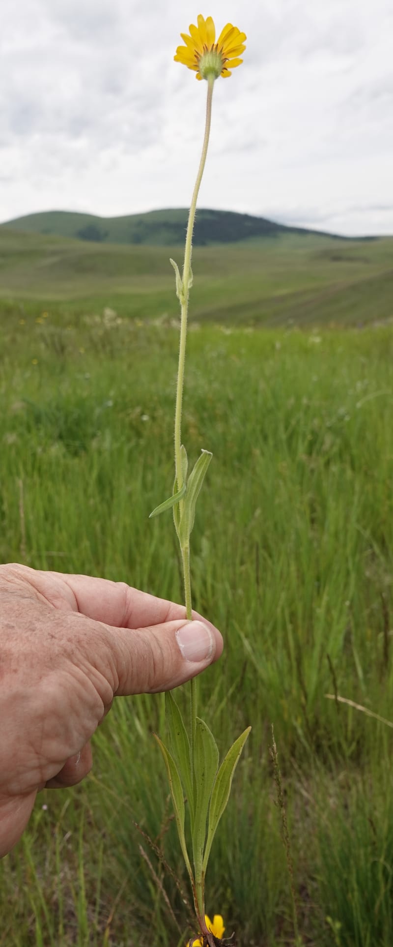 Arnica sororia, C. Davidson 13758--Oregon. Wallowa Co. Zumwalt.Trail Cr. Rd. 4 Jun 2018. DSC04078 (291).JPG