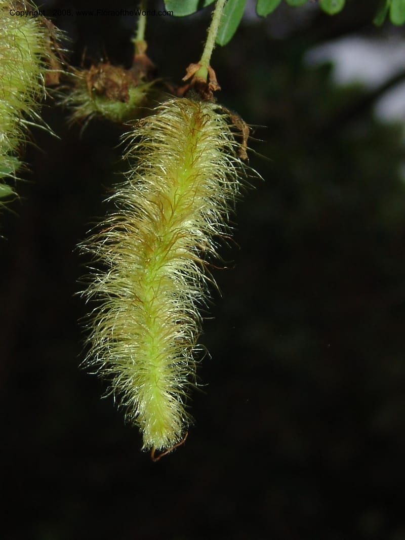 Ormocarpum trichocarpum, W3130--So. Africa. Mpumal. Karino, Whyte Thorne Gdn. 14 Mch 05. 022.jpg