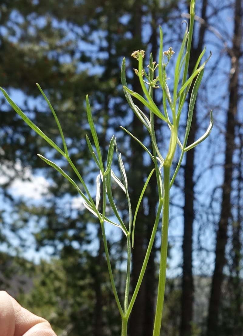 Lomatium idahoense, C. Davidson 13706--ID. Idaho Co. Road to Smith Knob L.O. 11 July 2017. DSC03081 (196).JPG