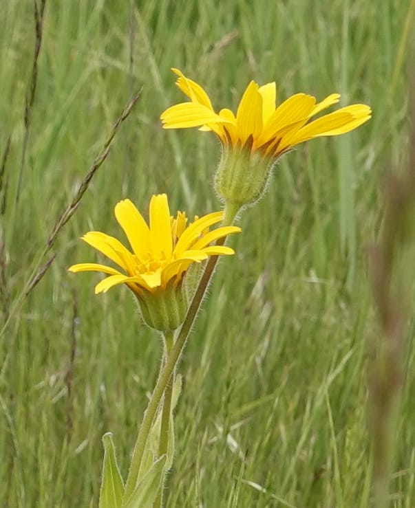 Arnica sororia, C. Davidson 13758--Oregon. Wallowa Co. Zumwalt.Trail Cr. Rd. 4 Jun 2018. DSC04078 (276).JPG