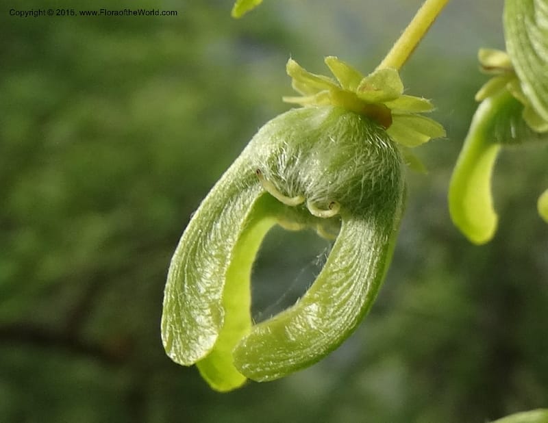 Acer, Boufford, D 43670--China. Sichuan. GuoBaYan, HanBaiYu Shan. 12 May 2014. DSC05373 (214).JPG