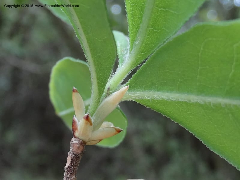 Rhododendron calendulaceum, Davidson, C 12949--North Carolina. Trans. Co. Yellow Gap Rd. Pink Beds. 11 May 2015. DSC03958 (11).JPG