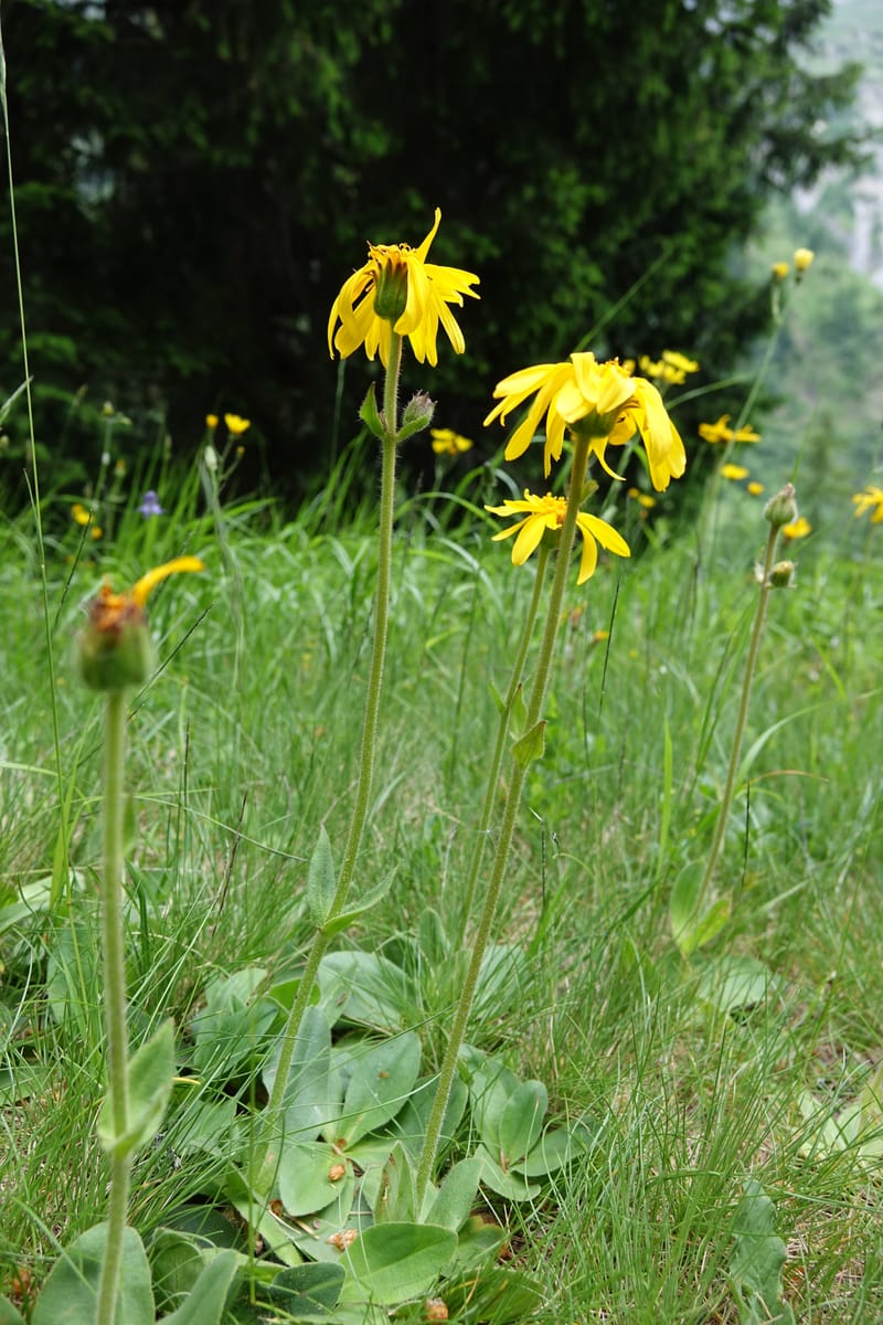 Arnica montana, Callmander, M 1293--Switzerland. Oberwald. Chapel St. Nikolas. 2 Jul 2016. DSC07728 (574).JPG
