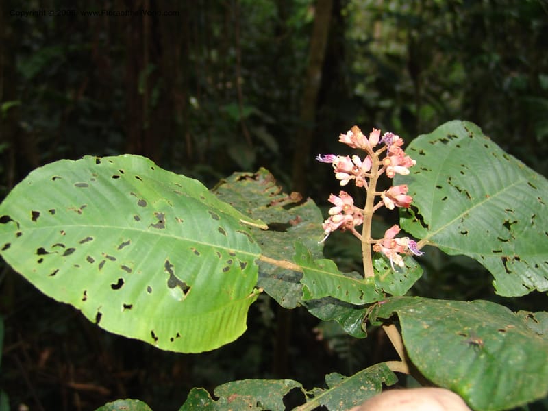 Miconia impetiolaris, RVasquez33019--Peru. Pillcopata. Qbda Pini Pini. 29 Oct 07. 827.jpg