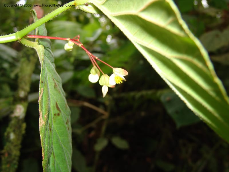 Begonia, Croat93552--Ecuador. Prov. Sucumbio. Jct w rd to San Rafael Falls. 18 Aug 04. 038.jpg