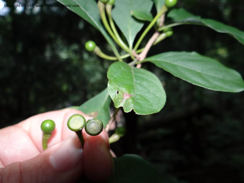 Lindera chienii, Davidson, C 11955--China. Zhejiang Priv. Tian Mu Shan. 31 May 2012. DSC00927 (167).JPG