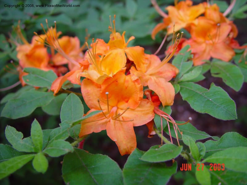 Rhododendron calendulaceum--CT. Redding. Highstead Arboretum. 27 Jun 03. 024.jpg