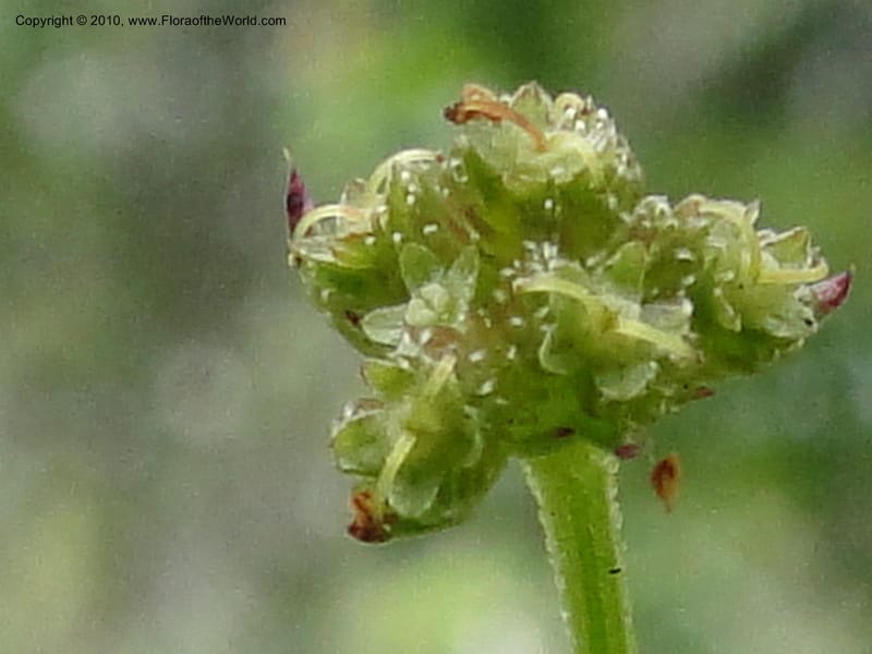 Sanicula crassicaulis, C. Davidson 11724--California. Santa Barbara Co. 4 April 2010 123 (4).jpg