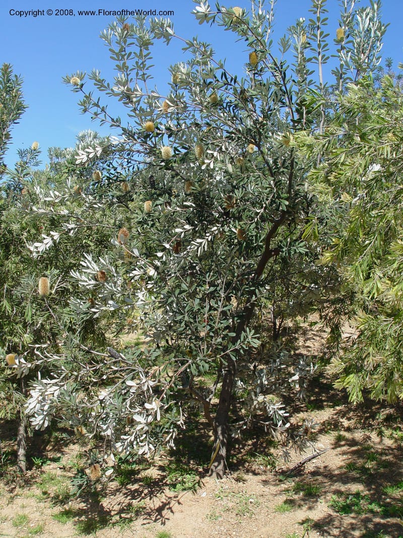 Banksia integrifolia, 1999.00423--Spain. Barcelona Botanic Garden. 21 Apr 04. 058.jpg