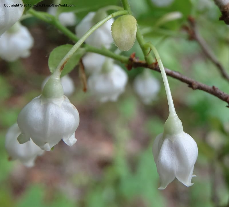 Vaccinium arboreum, Davidson, C 13042--South Carolina. Oconee Co. Tugaloo R. 19 May 2015.  (70).JPG