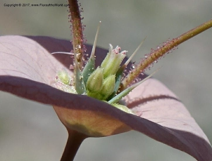 Oxytheca perfoliata, Davidson, C 13128--California. Inyo Co. Mahogany-Wild Rose Rd. 19 Apr 2016.  (149).JPG