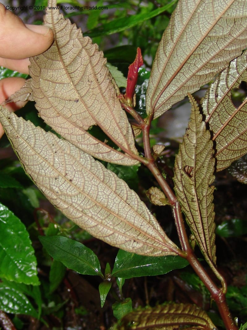 Pilea centradenioides, Croat 96284--Ecuador. Prov. Pichincha. La Union-Chiriboga-Quito. 22 Mar 06. 082 (6).jpg