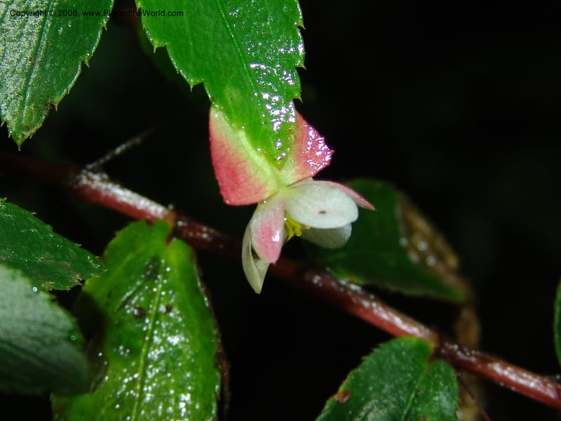 Begonia foliosa, Croat94639--Ecuador. Prov. Pichincha. Nono-Tandayapa. 14 Feb 05.  296.jpg