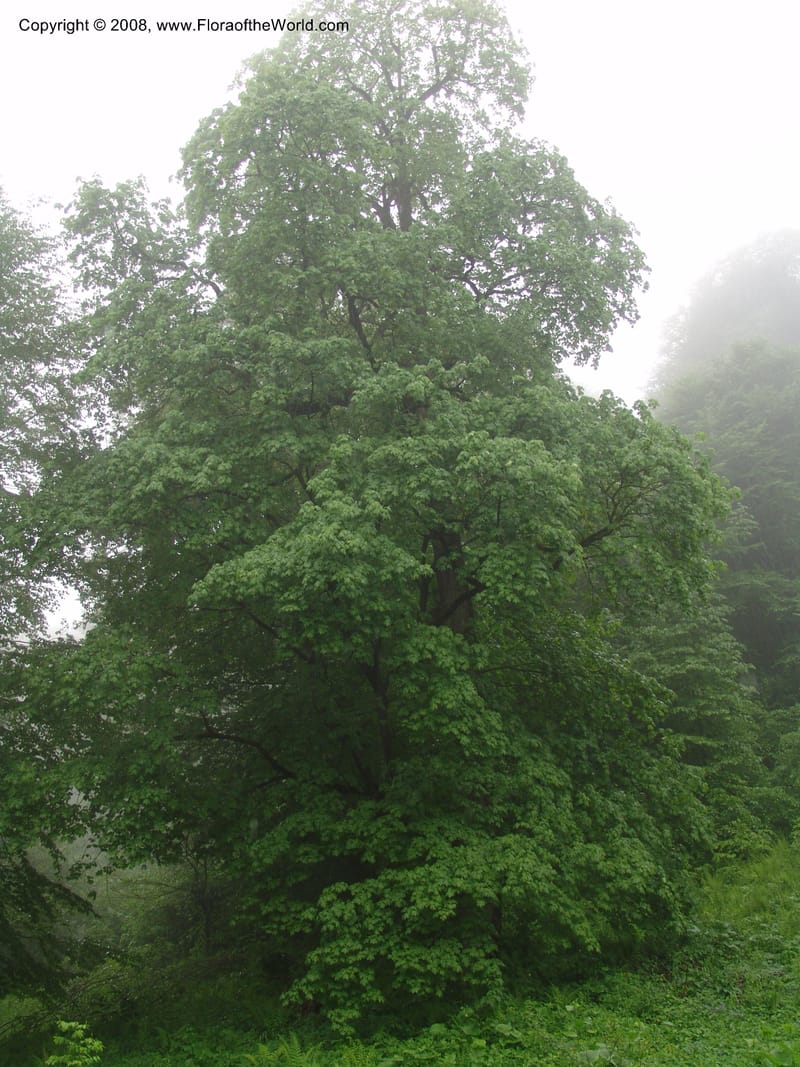 Acer platanoides--Georgia. 2 km S of Bakuriani, rd to Khrats'koros. 6 Jun 05. 087.jpg