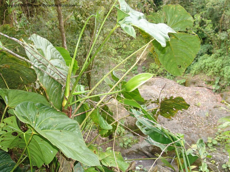 Anthurium longistrorsum, Croat93572--Ecuador. Prov. Sucumbio. Jct w rd to San Rafael Falls. 18 Aug 04. 059.jpg