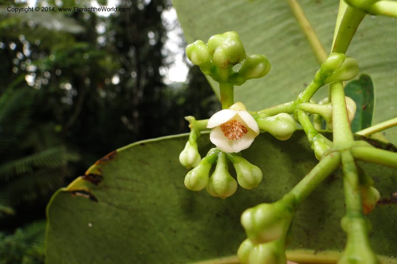 Garcinia amplexicaulis, J. Munzinger 6551--New Caledonia. Tchamba. Grotie Kou. 16 Feb 2011. 015 (9).jpg