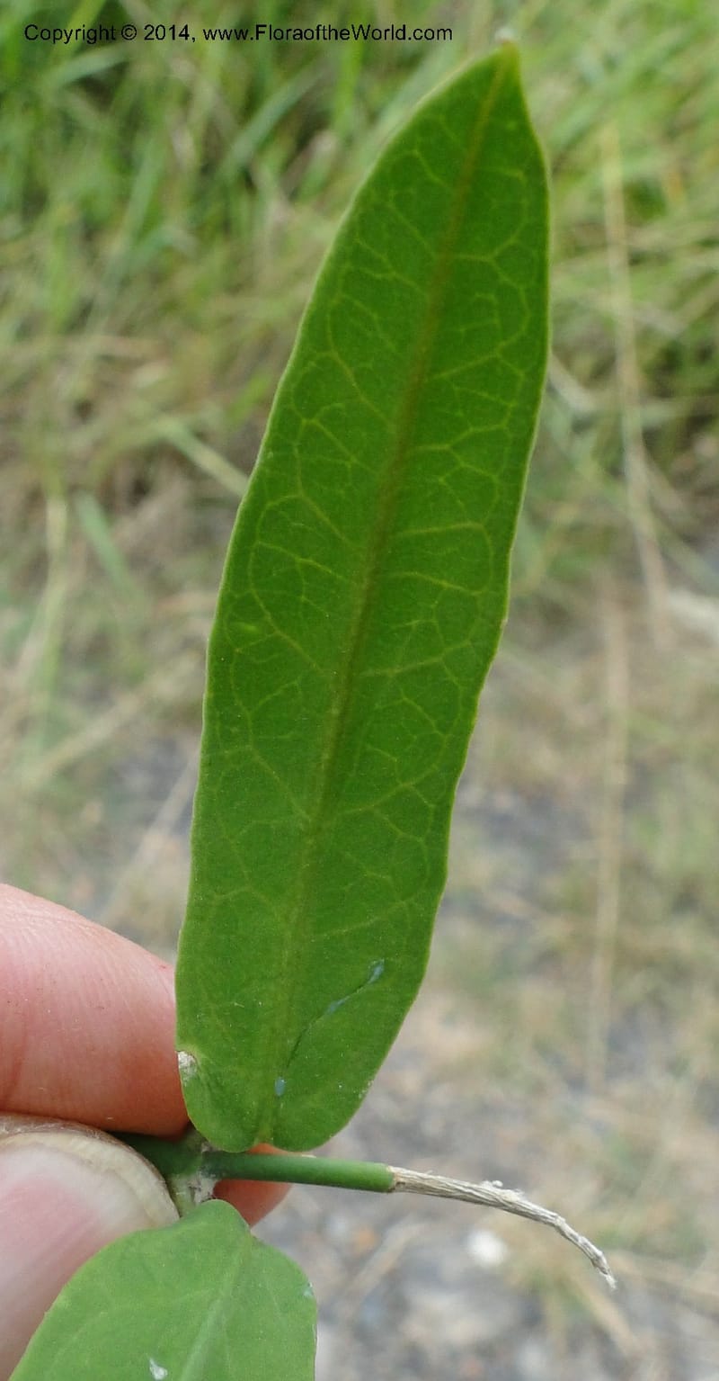 Funastrum clausum, Stevens, W.D. 31011, Transchaco, 13 Mar 2011 1156 (17).JPG