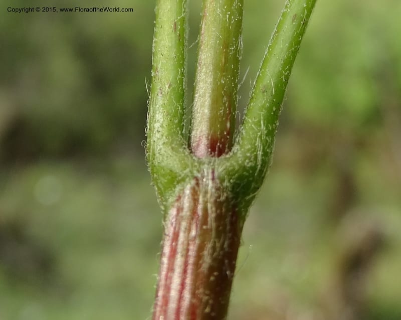 Acer, Boufford, D 43670--China. Sichuan. GuoBaYan, HanBaiYu Shan. 12 May 2014. DSC05373 (224).JPG