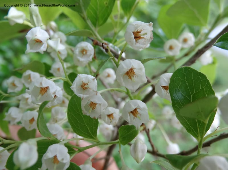 Vaccinium arboreum, Davidson, C 13042--South Carolina. Oconee Co. Tugaloo R. 19 May 2015.  (73).JPG