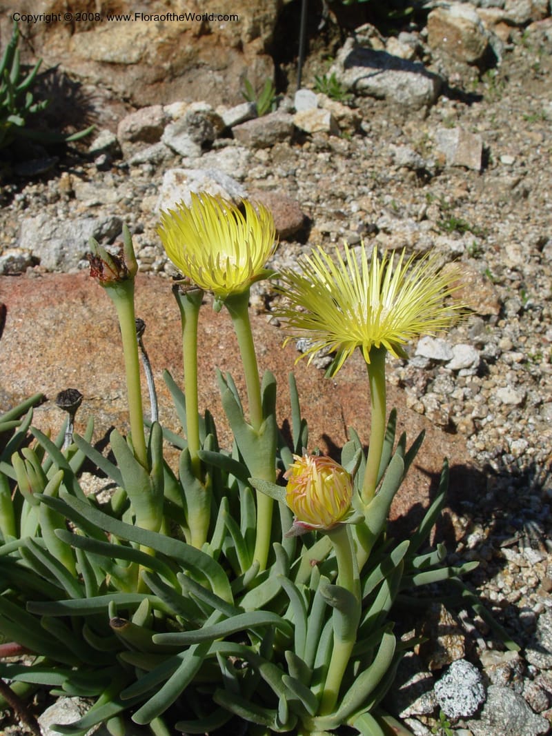 Cheiridopsis derenbergiana, 48.0430--CA. UC Berkeley Bot. Gard. 10 Feb 04. 015.jpg