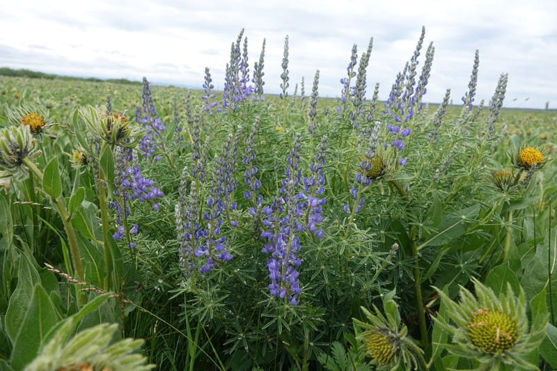 Lupinus argenteus, C. Davidson 13628--ID. Fremont Co. Flat Ranch Preserve (TNC). 16 Jun 2017. DSC01715 (97).JPG