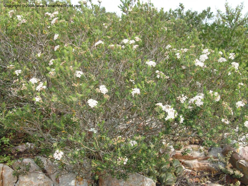 Agathosma puberula cf--So.Africa. E. Cape. Uitenhage Nat. Res. 6 Mch 05. 040.jpg