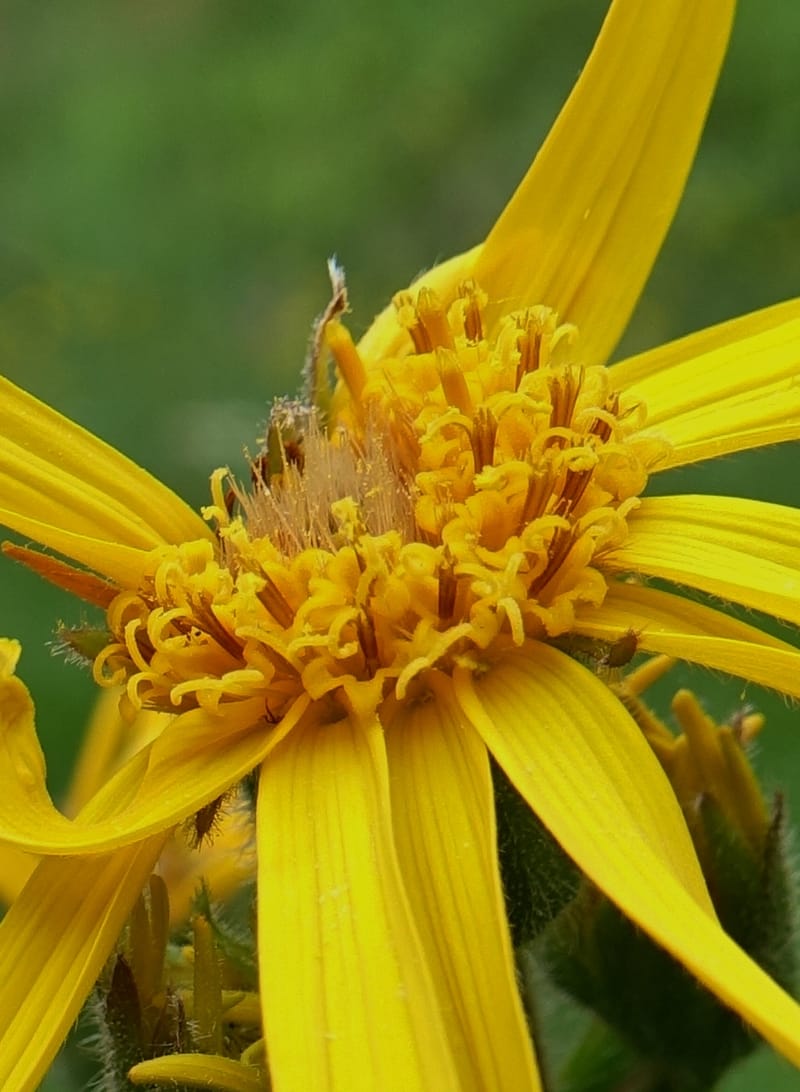 Arnica montana, Callmander, M 1293--Switzerland. Oberwald. Chapel St. Nikolas. 2 Jul 2016. DSC07728 (565).JPG