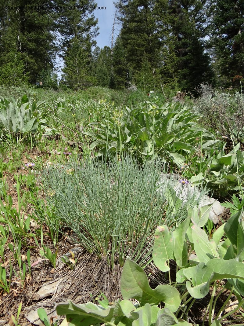 Lomatium graveolens, Mansfield, D 12-598--ID. Bear Lake Co. Mt. Sherman. 13 Jul 2012. DSC03473 (36).JPG