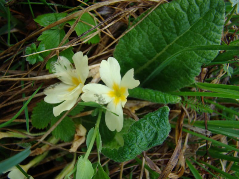 Primula vulgaris, C. Davidson 11222--Slovenia, Stajerska Region, Menina Planina, 19 May 2008.  014 (1).jpg