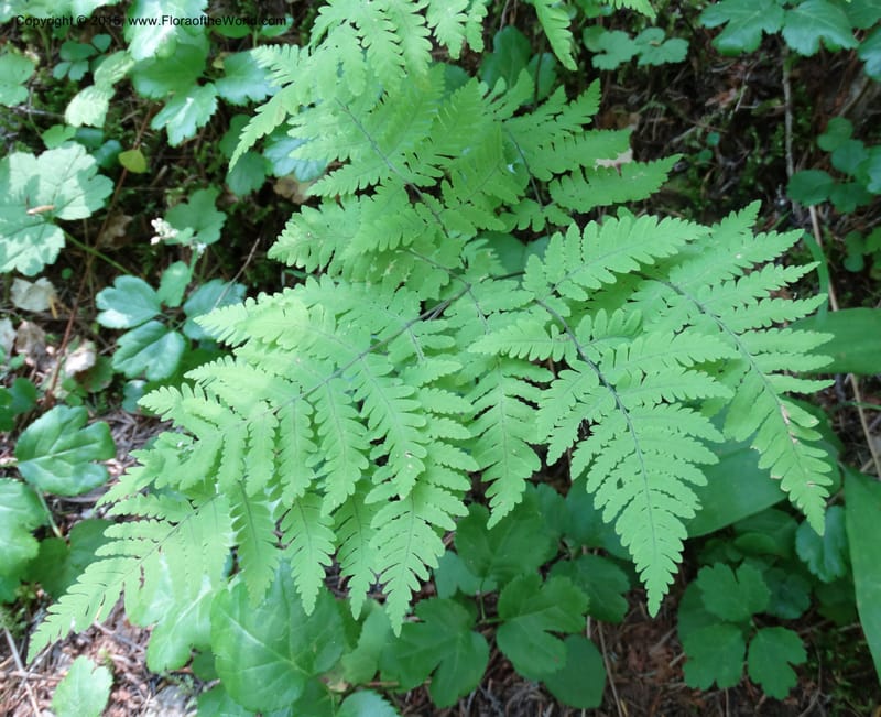 Gymnocarpium dryopteris, Davidson, C 12848--ID. Shoshone Co. St. Hwy 4. E of Burke. 2 Jul 2015. DSC07383 (31).JPG