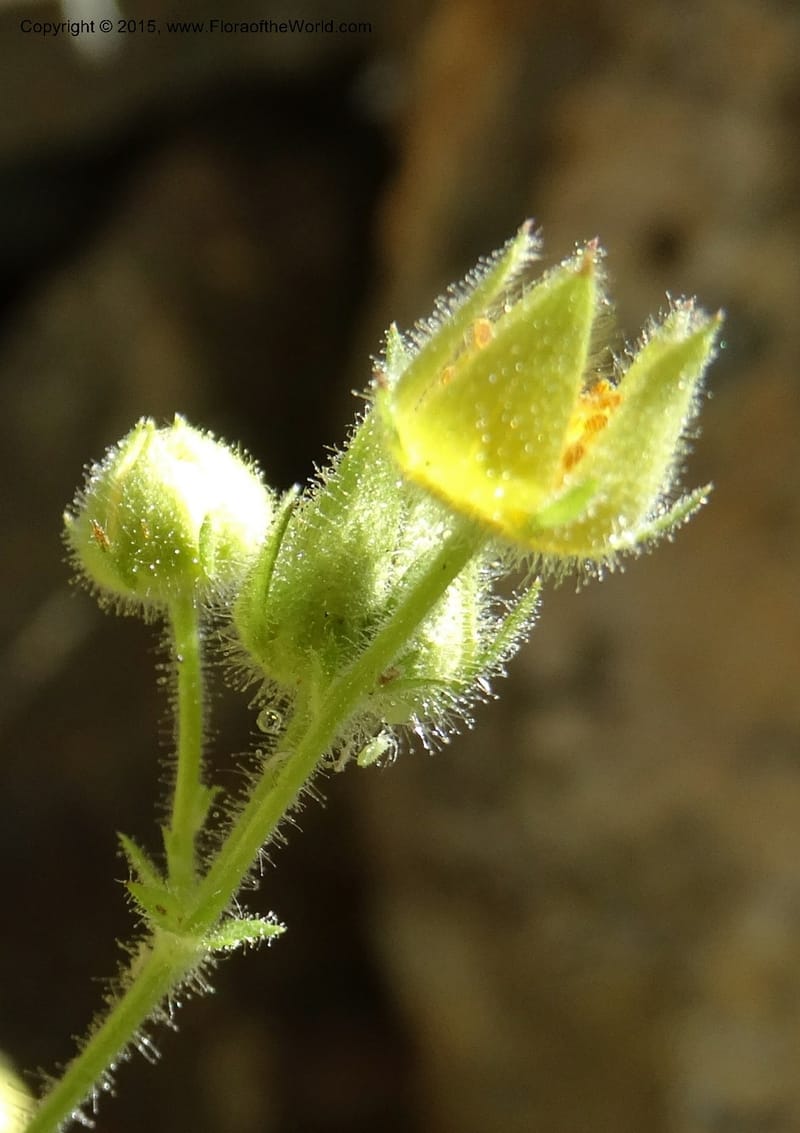 Drymocallis pseudorupestris, Davidson, C 12863--ID. Idaho Co. Seven Devils Mtns. 20 Jul 2015. DSC07745 (48).JPG