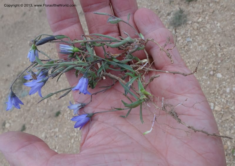 Campanula, Davidson, C #12084--ID, Valley Co., Elk Summit, 7 Aug 2012 DSC00699 (8).JPG