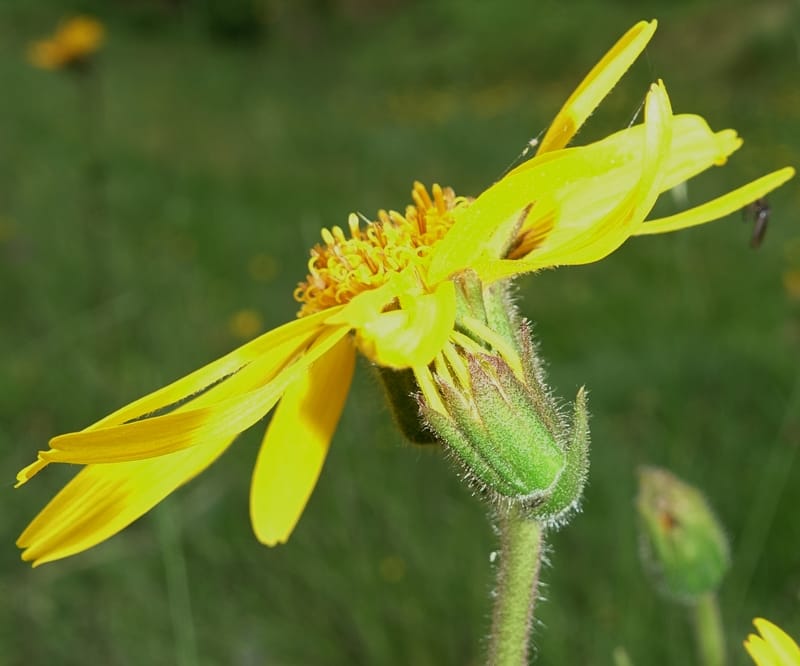 Arnica montana, Callmander, M 1293--Switzerland. Oberwald. Chapel St. Nikolas. 2 Jul 2016. DSC07728 (566).JPG