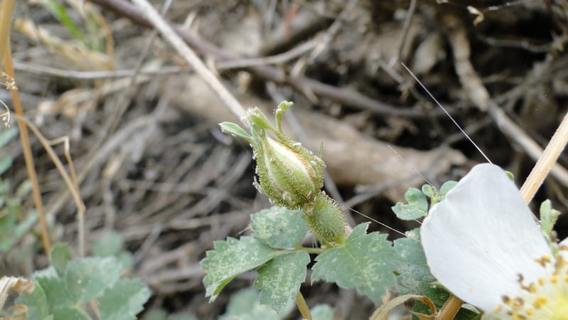 Rosa elymaitica, A. G. Miller 121.3--Iraq. Kurdistan. Shakh-i Pira Magun. 9 June 2010. 272 (6).jpg