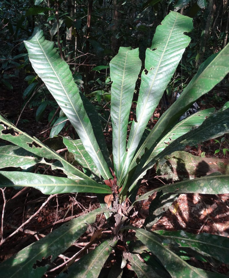 Agrostistachys longifolia, Davidson, C 12889--Sabah. Sapa Paya For. Res. 23 Mar 2015. DSC00001 (157).JPG