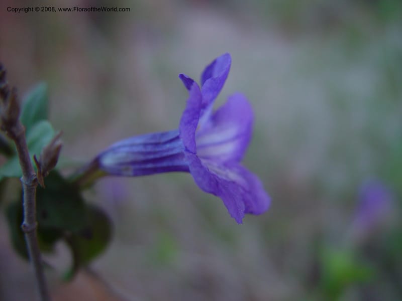 Ruellia peninsularis--CA.  The Living Desert Zoo & Gardens, Palm Desert. 15 Feb 03 035.jpg