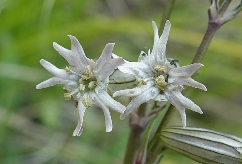 Silene gracilicaulis, D. Boufford 44025--China. Sichuan. Litang Xian. 15 Aug 2017. DSC06139 (261).JPG