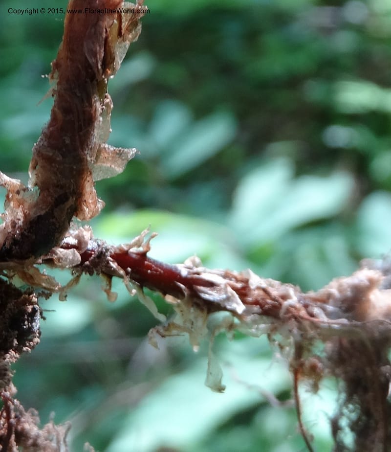 Gymnocarpium dryopteris, Davidson, C 12848--ID. Shoshone Co. St. Hwy 4. E of Burke. 2 Jul 2015. DSC07383 (57).JPG