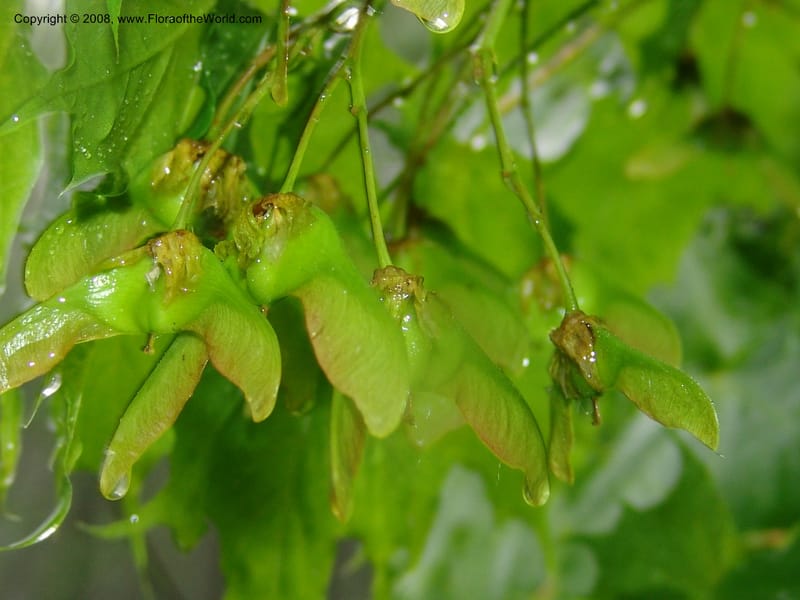 Acer platanoides--Georgia. 2 km S of Bakuriani, rd to Khrats'koros. 6 Jun 05. 084.jpg