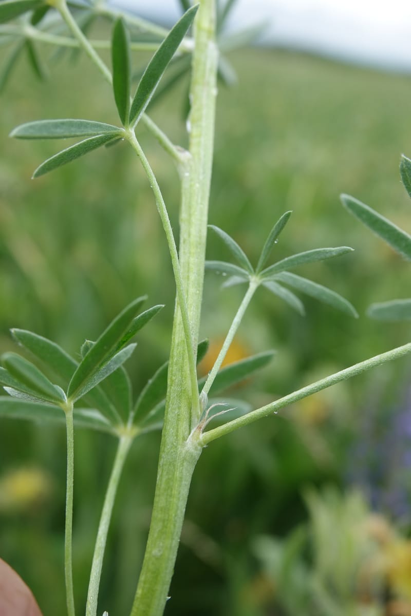 Lupinus argenteus, C. Davidson 13628--ID. Fremont Co. Flat Ranch Preserve (TNC). 16 Jun 2017. DSC01715 (80).JPG