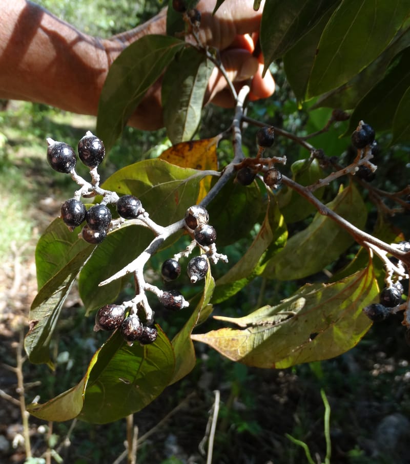 Cryptocarya turrilliana, Lowry, P 7352--Fiji. Nabouwalu Rd. 5 Nov 2015. DSC09606 (6).JPG